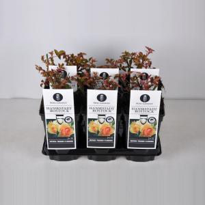 Trosroos (rosa "Hansestadt Rostock"®) Trosroos (rosa "Hansestadt Rostock"®)