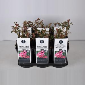 Trosroos (rosa "Mozart") Trosroos (rosa "Mozart")