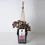 Tros klimroos (rosa "Wild Rover"&reg;)