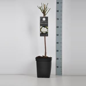 Trosroos op stam (rosa "Kristal Perle") Trosroos op stam (rosa "Kristal Perle")