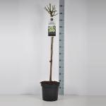 Trosroos op stam 90 cm (rosa "Lemon Romantica"&reg;)