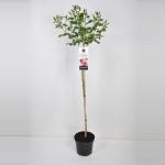 Treurroos (rosa "Rosarium Uetersen"&reg;) 