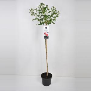 Treurroos (rosa "Rosarium Uetersen"®) Treurroos (rosa "Rosarium Uetersen"®)