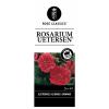 Treurroos (rosa "Rosarium Uetersen"&reg;) 