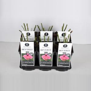 Grootbloemige roos (rosa "Beverly"®) Grootbloemige roos (rosa "Beverly"®)