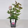 Grootbloemige roos (rosa "Beverly"&reg;)