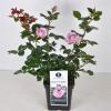 Grootbloemige roos (rosa "Blue Girl"&reg;)