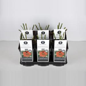 Grootbloemige roos (rosa "Duftfestival"®) Grootbloemige roos (rosa "Duftfestival"®)