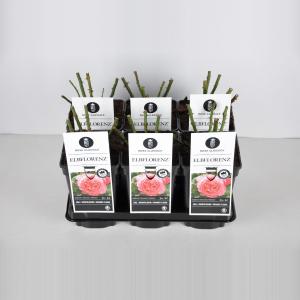 Grootbloemige roos (rosa "Elbflorenz"®) Grootbloemige roos (rosa "Elbflorenz"®)