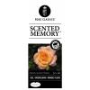 Grootbloemige roos (rosa "Scented Memory"&reg;)