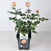 Grootbloemige roos (rosa "Scented Memory"&reg;)