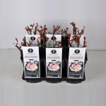 Grootbloemige roos (rosa "Souvenir de Baden Baden"&reg;)