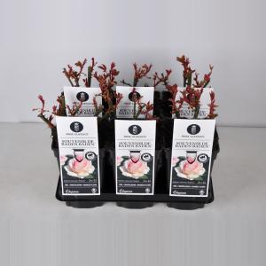 Grootbloemige roos (rosa "Souvenir de Baden Baden"®) Grootbloemige roos (rosa "Souvenir de Baden Baden"®)