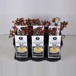 Grootbloemige roos (rosa "Winter Sun"&reg;)