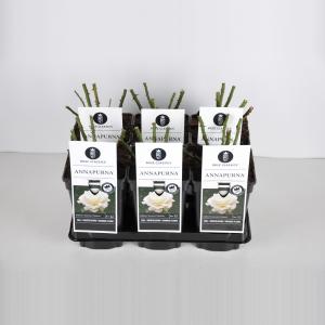 Grootbloemige roos (rosa "Annapurna"®) Grootbloemige roos (rosa "Annapurna"®)