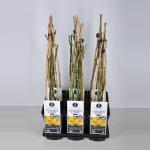 Klimroos (rosa "Golden Gate"&reg;)