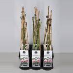 Klimroos (rosa "Jasmina"&reg;)