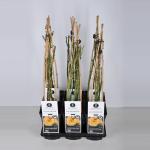 Klimroos (rosa "Moonlight"&reg;)