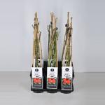 Klimroos (rosa "Red Flame"&reg;)