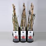 Klimroos (rosa "Santana"&reg;)