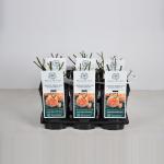 Engelse roos (rosa "Crown Princess Margareta"&reg;)