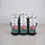 Engelse roos (rosa "Gertrude Jekyll"&reg;)