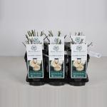 Engelse roos (rosa "Glamis Castle"&reg;)