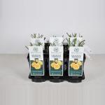 Engelse roos (rosa "Graham Thomas"&reg;)