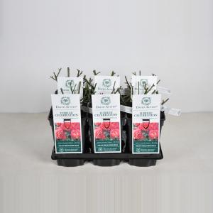 Engelse roos (rosa "Jubilee Celebration"®) Engelse roos (rosa "Jubilee Celebration"®)