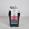 Engelse roos (rosa "Jubilee Celebration"&reg;)