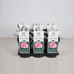 Engelse roos (rosa "Mary Rose"&reg;)