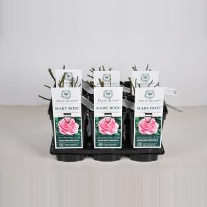 Engelse roos (rosa "Mary Rose"®) Engelse roos (rosa "Mary Rose"®)