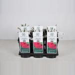 Engelse roos (rosa "William Shakespeare 2000"&reg;)