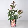 Grootbloemige roos Parfum de Nature (rosa "Acapella"&reg;)