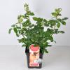 Grootbloemige roos Parfum de Nature (rosa "Annapurna"&reg;)