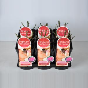 Grootbloemige roos Parfum de Nature (rosa "Beverly"®) Grootbloemige roos Parfum de Nature (rosa "Beverly"®)