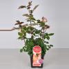 Grootbloemige roos Parfum de Nature (rosa "Beverly"&reg;)