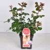 Grootbloemige roos Parfum de Nature (rosa  "Blue Girl"&reg;)