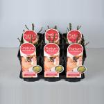 Grootbloemige roos Parfum de Nature (rosa "Diamonds Forever"&reg;)