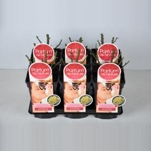 Grootbloemige roos Parfum de Nature (rosa "Diamonds Forever"®) Grootbloemige roos Parfum de Nature (rosa "Diamonds Forever"®)