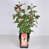 Grootbloemige roos Parfum de Nature (rosa "Diamonds Forever"&reg;)