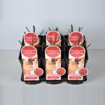 Grootbloemige roos Parfum de Nature (rosa "Duftfestival"&reg;)