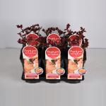 Grootbloemige roos Parfum de Nature (rosa "Scented Memory"&reg; Parfum de Nature)