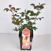 Grootbloemige roos Parfum de Nature (rosa "Scented Memory"&reg; Parfum de Nature)