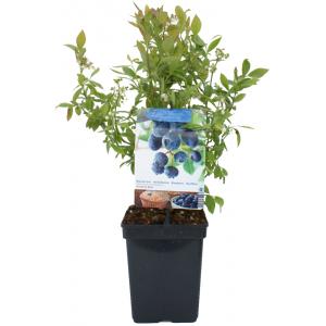 Bosbes (vaccinium corymbosum "Sunshine Blue") fruitplanten Bosbes (vaccinium corymbosum "Sunshine Blue") fruitplanten