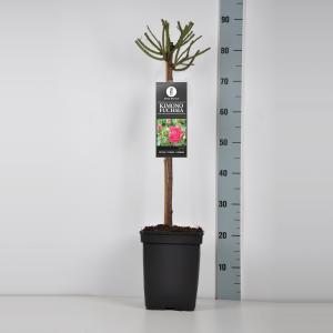 Trosroos op stam (rosa "Kimono Fuchsia") Trosroos op stam (rosa "Kimono Fuchsia")