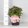 Hydrangea Macrophylla Classic&reg; "Adula Pink"&reg; boerenhortensia