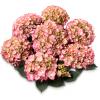 Hydrangea Macrophylla Classic&reg; "Adula Pink"&reg; boerenhortensia