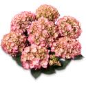 Hydrangea Macrophylla Classic&reg; "Adula Pink"&reg; boerenhortensia