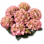 Hydrangea Macrophylla Classic&reg; "Adula Pink"&reg; boerenhortensia